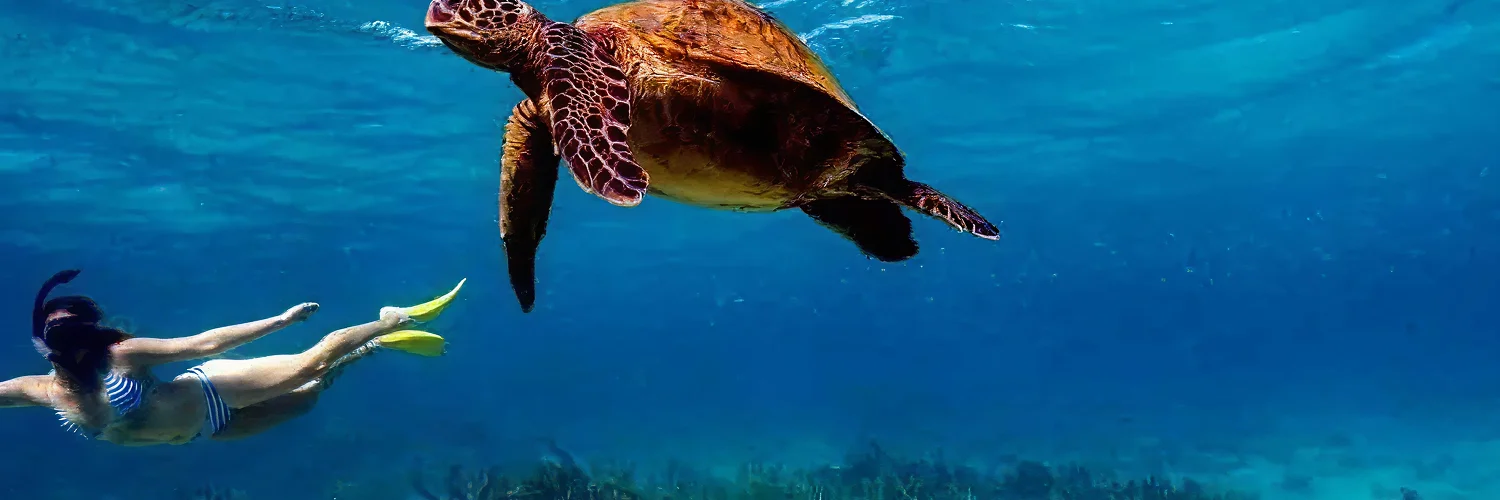 package hotel listing